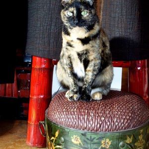 Meet your Posher, Fong